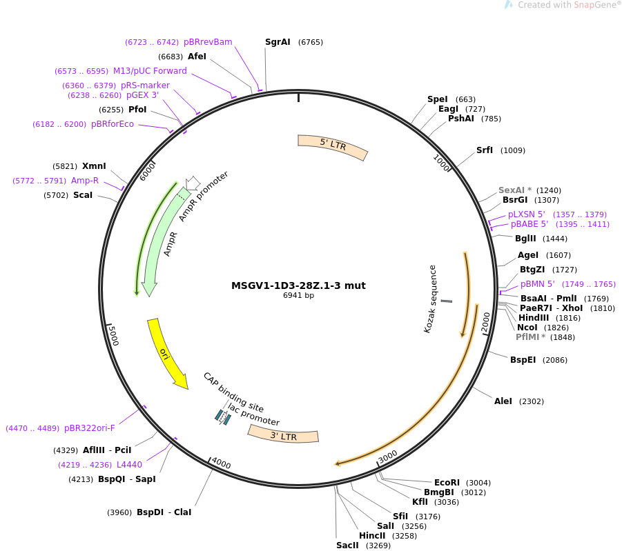 MSGV1-1D3-28Z.1-3 mut质粒图谱
